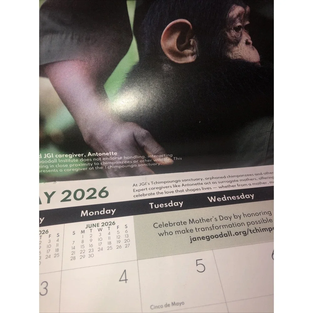 Jane Goodall Institute Apes & Chimps - 2026 SMALL Wall Calendar 17 Months NEW